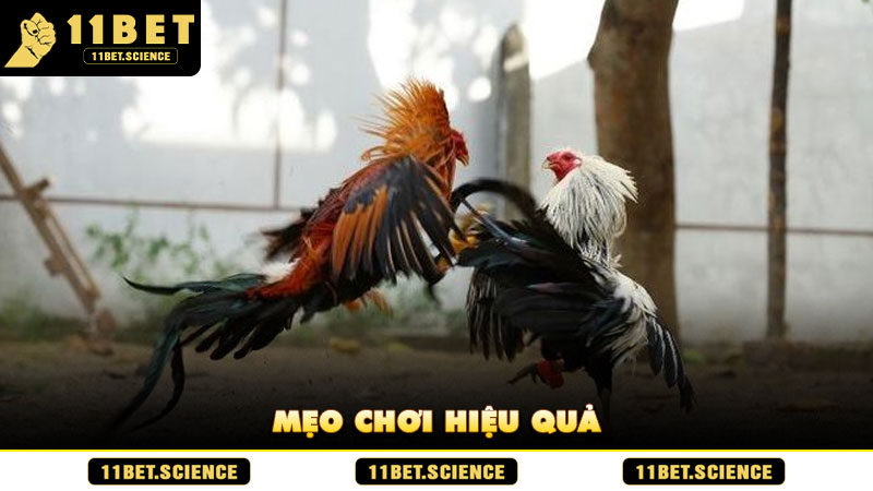 Mẹo chơi hiệu quả